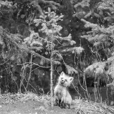 Yellowstone — A Fox’s First Snow