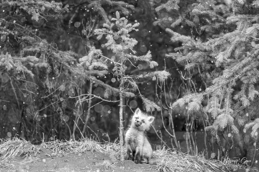 Yellowstone — A Fox’s First Snow