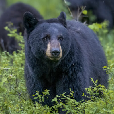 Yellowstone Black Bear Family — A Little Too Close