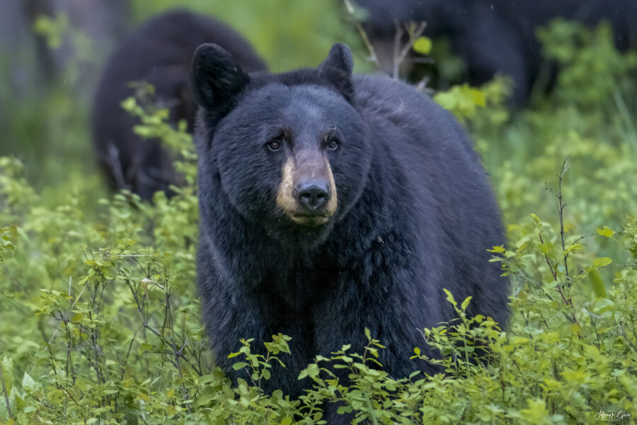 Yellowstone Black Bear Family — A Little Too Close