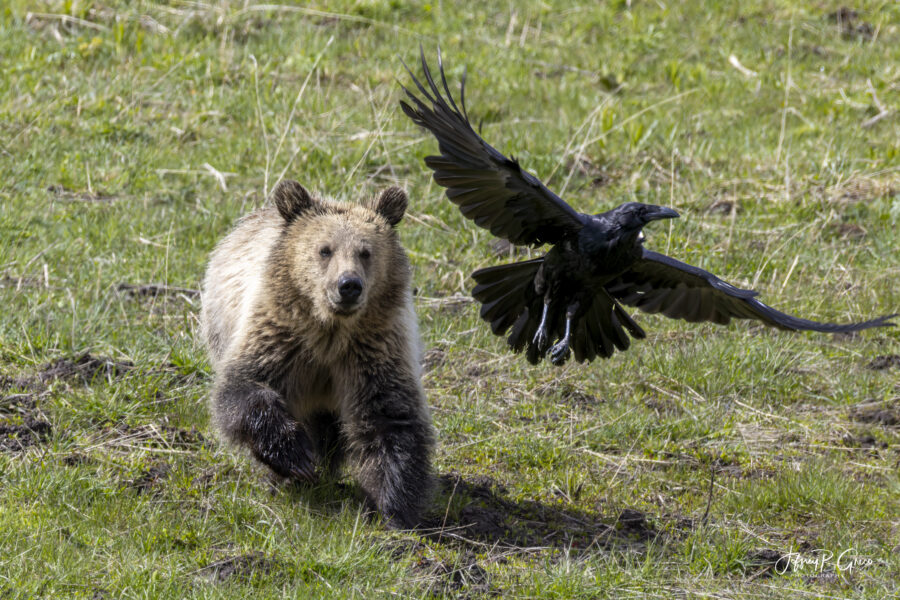 Yellowstone Bear & Crow — An Unlikely Pair