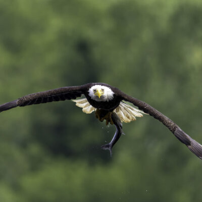 Conowingo Dam, Maryland Maryland — Bald Eagle With Fish in Flight