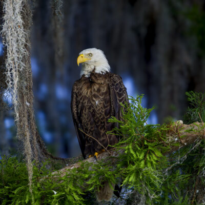 American Hunter — Eagle in Florida
