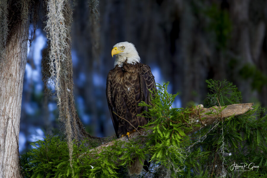 American Hunter — Eagle in Florida