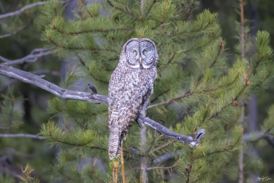 Great Gray Owl — Eyes of the Tetons
