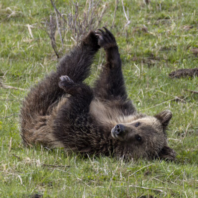 Yellowstone Bear — Finding Balance
