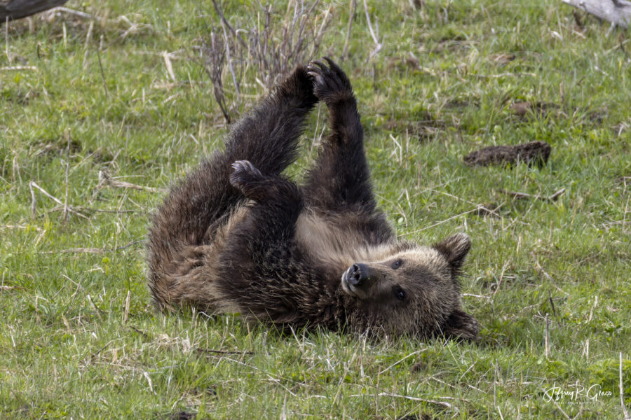 Yellowstone Bear — Finding Balance