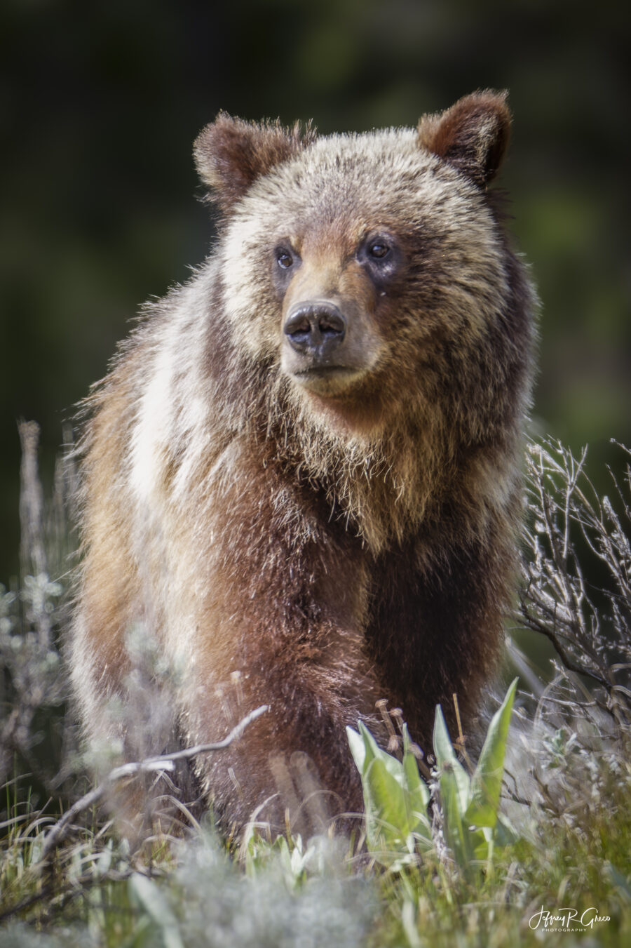 Spirit in the wild — Grand Tetons