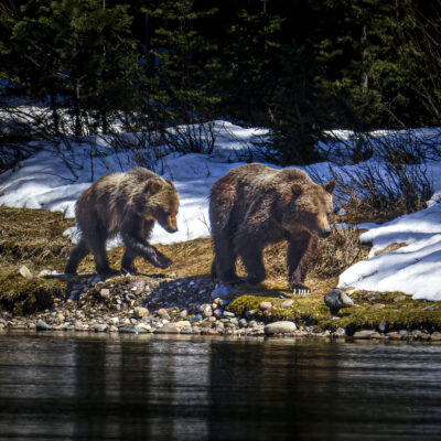 Among the Tetons — Grizzly 399 & Spirit
