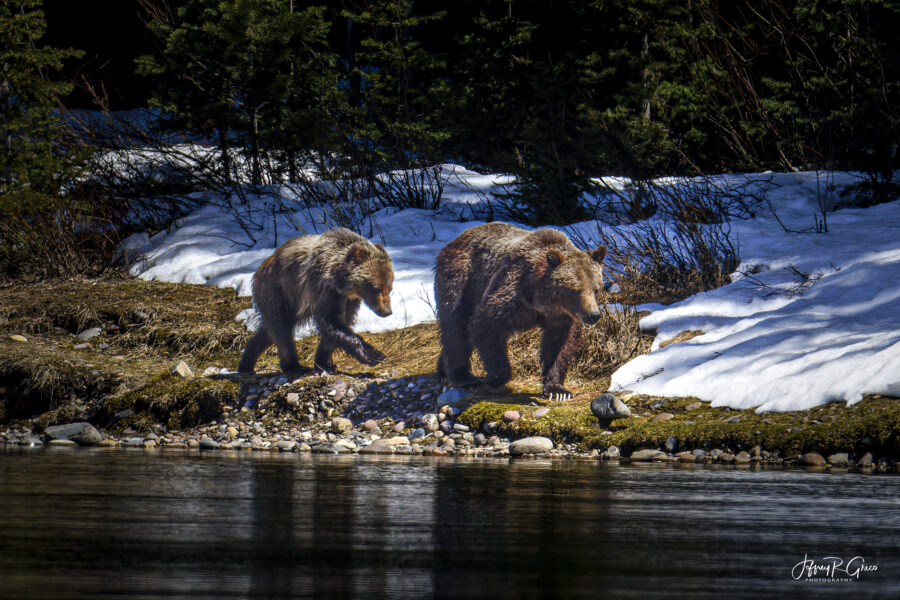 Among the Tetons — Grizzly 399 & Spirit