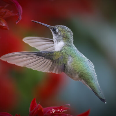 Hummingbird Flying Backwards, Rushton Malvern PA — In Reverse