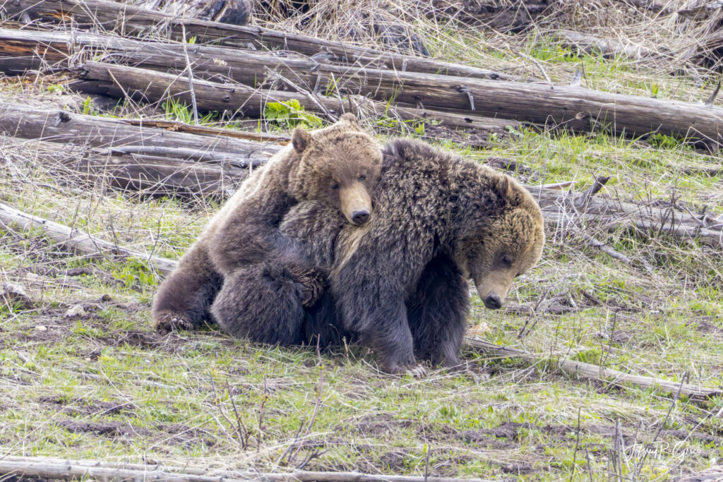 Landscape, wildlife and pet photography by Jeffrey R. Greco