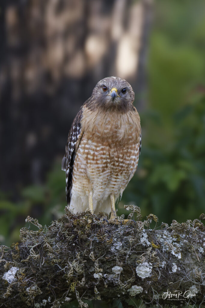 Landscape, wildlife and pet photography by Jeffrey R. Greco
