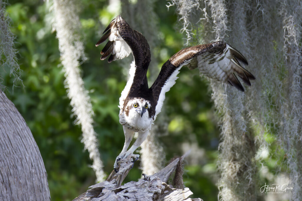 Landscape, wildlife and pet photography by Jeffrey R. Greco