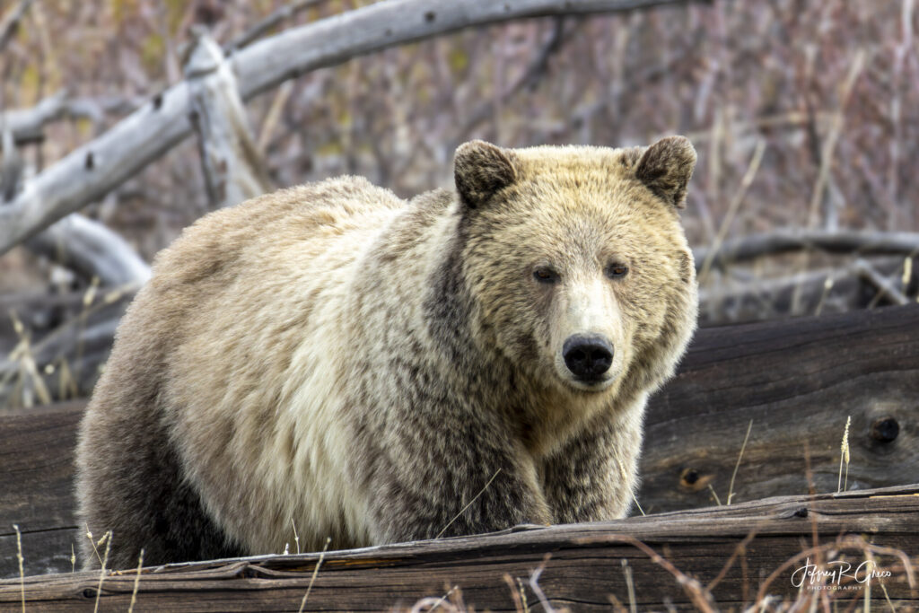 Landscape, wildlife and pet photography by Jeffrey R. Greco