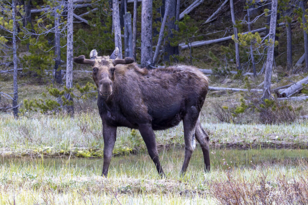 Landscape, wildlife and pet photography by Jeffrey R. Greco