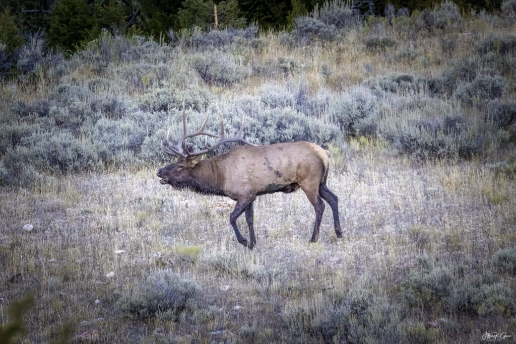Landscape, wildlife and pet photography by Jeffrey R. Greco