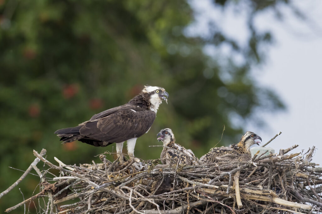 Landscape, wildlife and pet photography by Jeffrey R. Greco