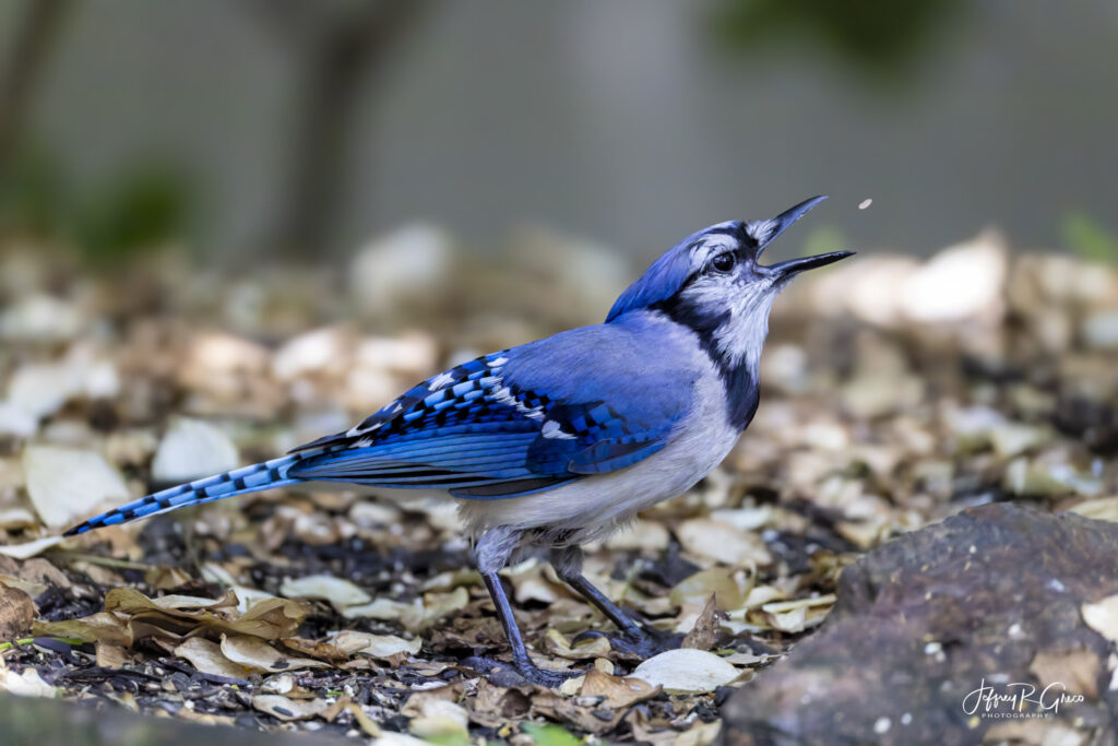 Landscape, wildlife and pet photography by Jeffrey R. Greco