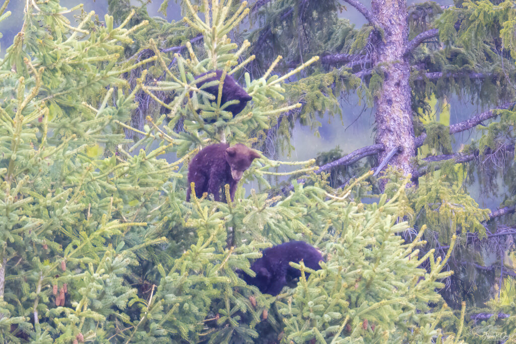 Landscape, wildlife and pet photography by Jeffrey R. Greco