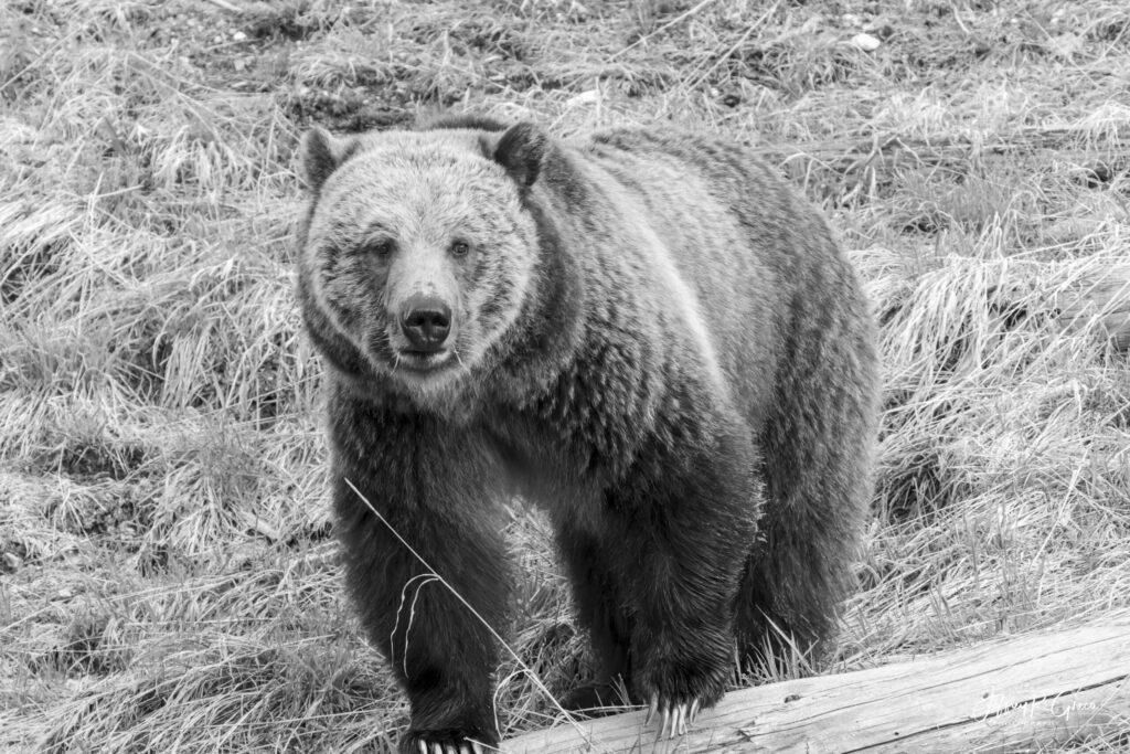 Landscape, wildlife and pet photography by Jeffrey R. Greco