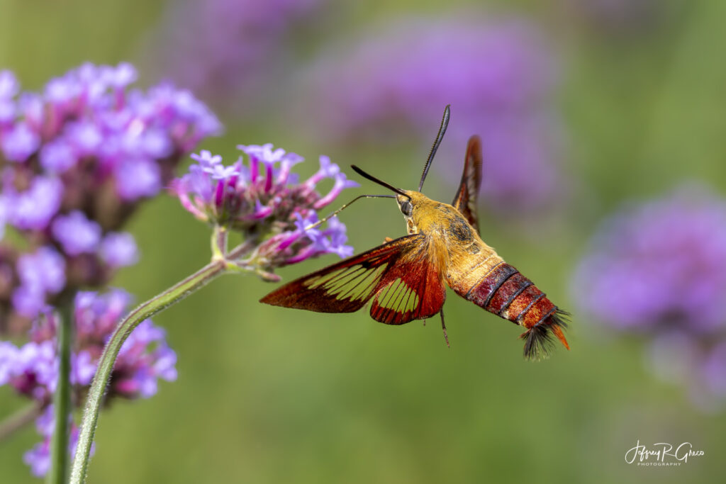 Landscape, wildlife and pet photography by Jeffrey R. Greco