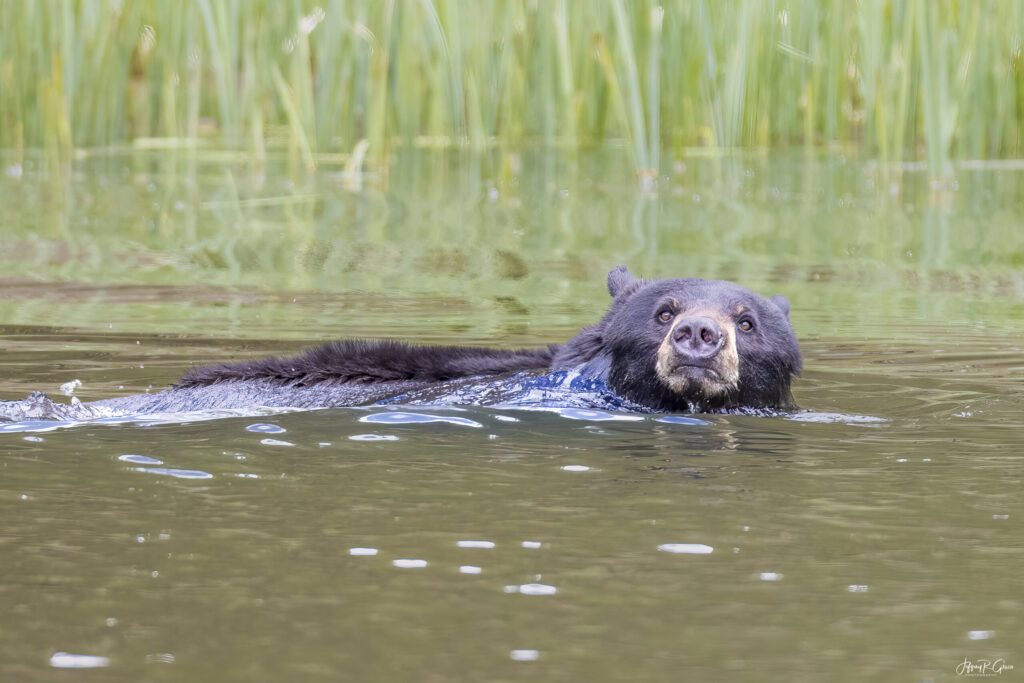 Landscape, wildlife and pet photography by Jeffrey R. Greco