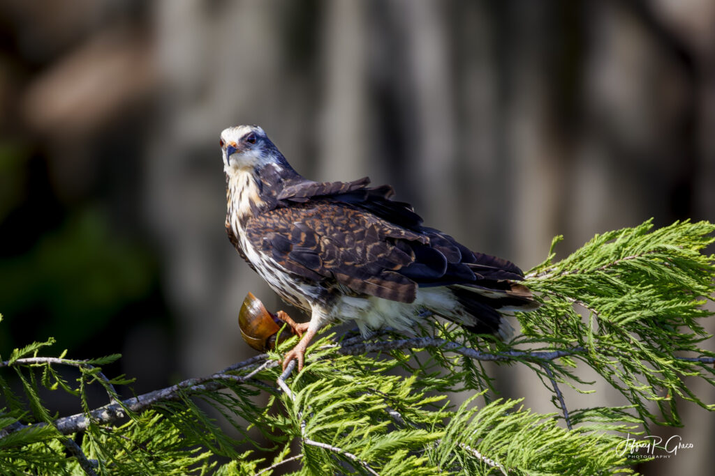 Landscape, wildlife and pet photography by Jeffrey R. Greco