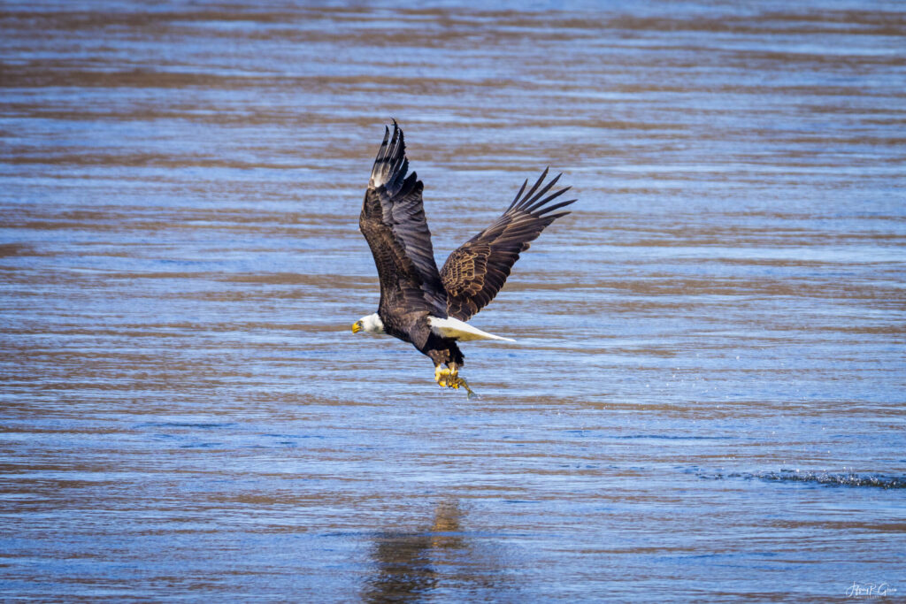 Landscape, wildlife and pet photography by Jeffrey R. Greco