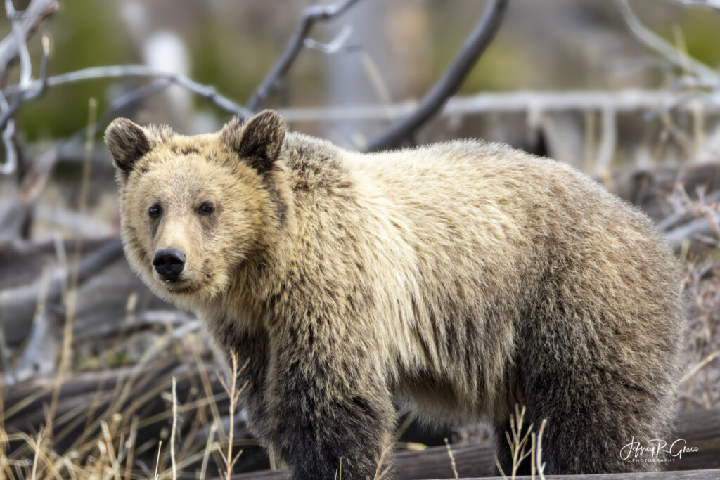 Landscape, wildlife and pet photography by Jeffrey R. Greco
