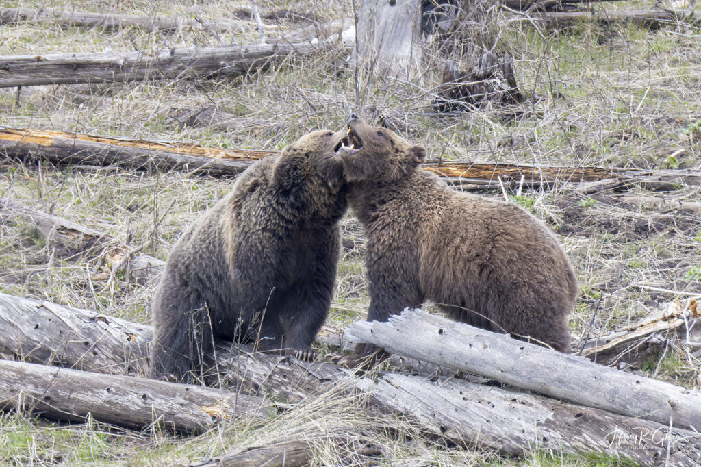 Landscape, wildlife and pet photography by Jeffrey R. Greco
