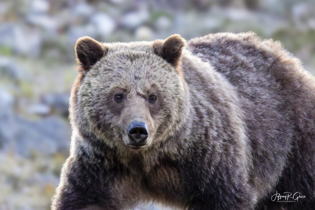 Landscape, wildlife and pet photography by Jeffrey R. Greco