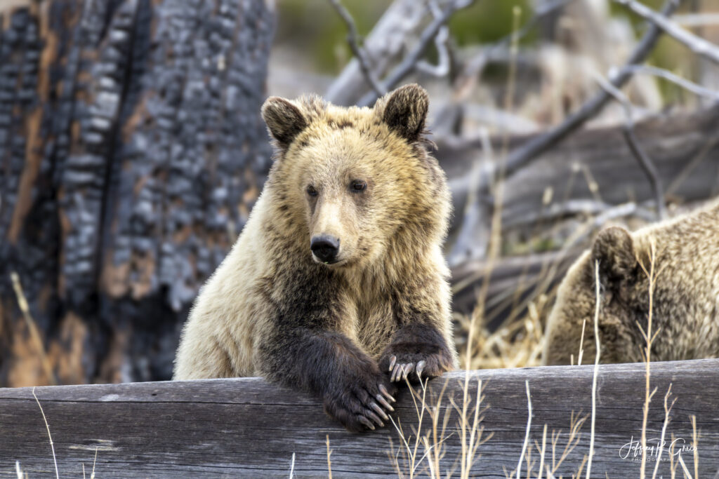 Landscape, wildlife and pet photography by Jeffrey R. Greco
