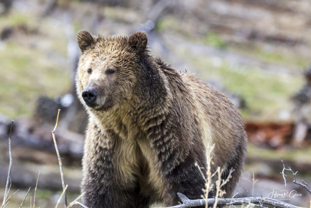 Landscape, wildlife and pet photography by Jeffrey R. Greco