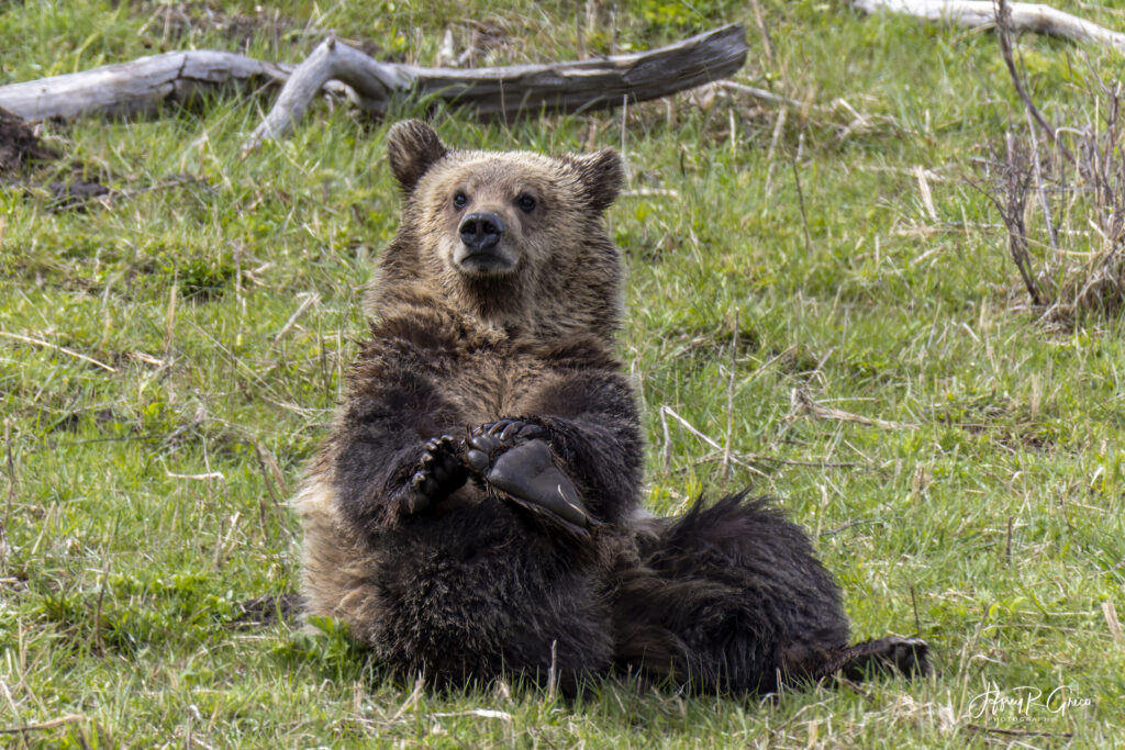 Landscape, wildlife and pet photography by Jeffrey R. Greco