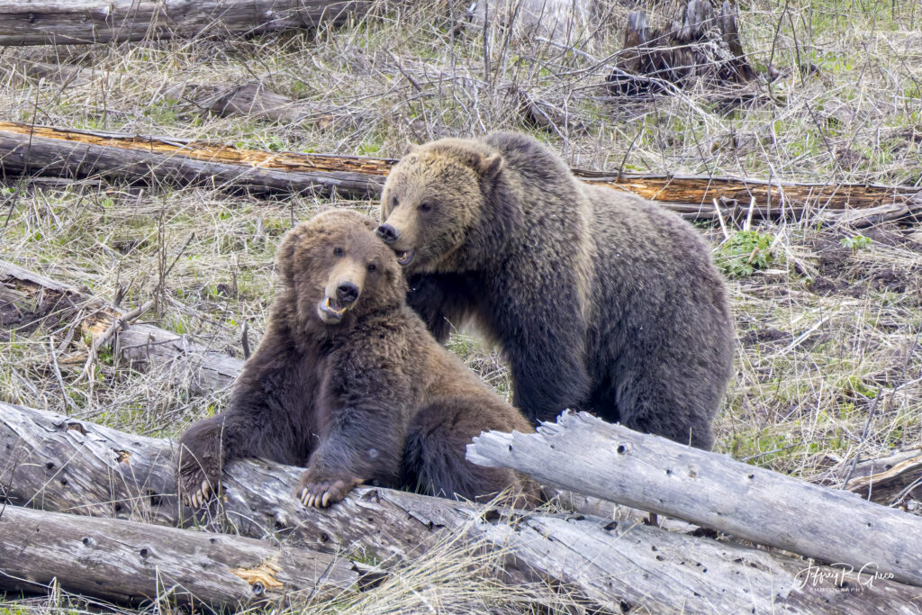 Landscape, wildlife and pet photography by Jeffrey R. Greco