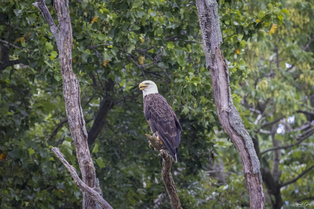Landscape, wildlife and pet photography by Jeffrey R. Greco