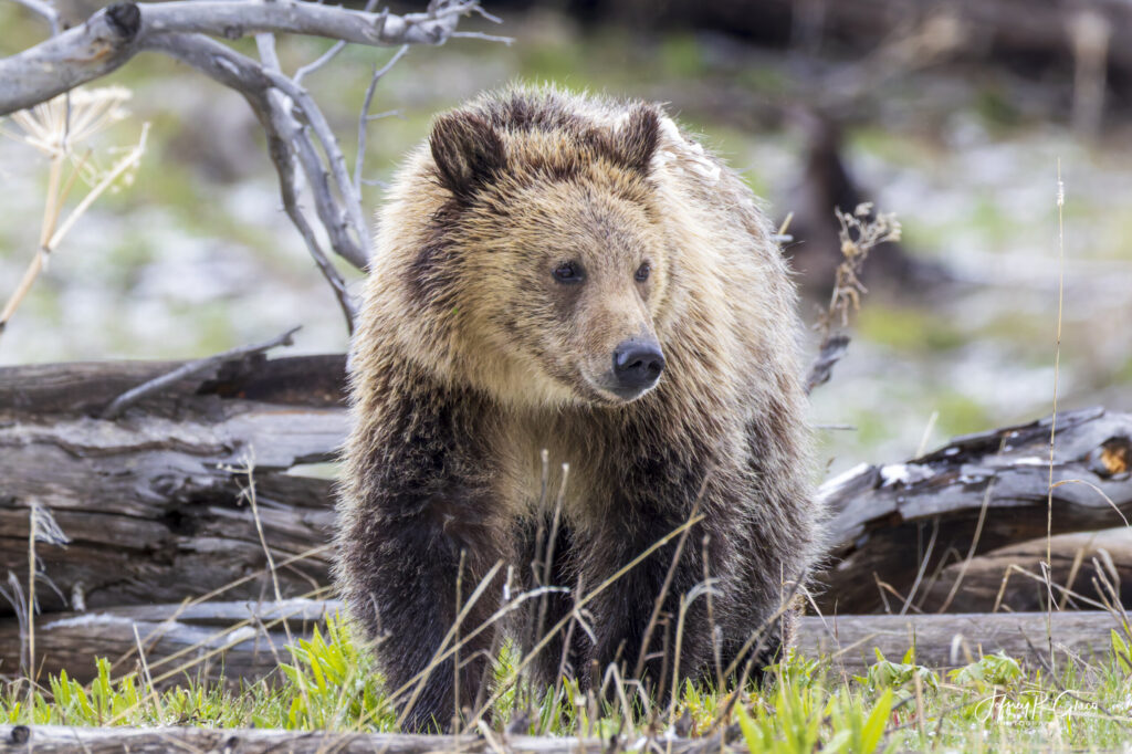 Landscape, wildlife and pet photography by Jeffrey R. Greco