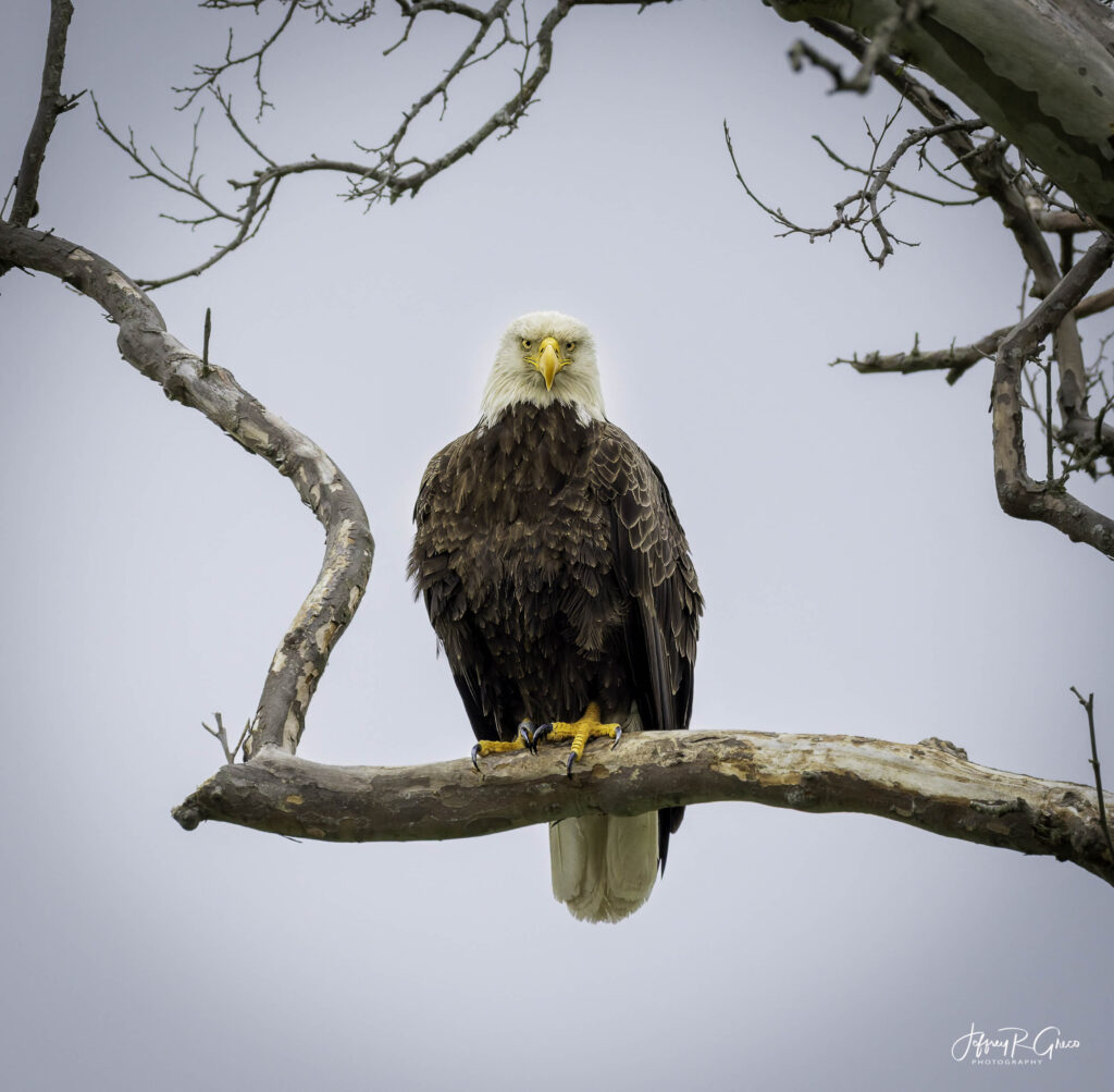 Landscape, wildlife and pet photography by Jeffrey R. Greco