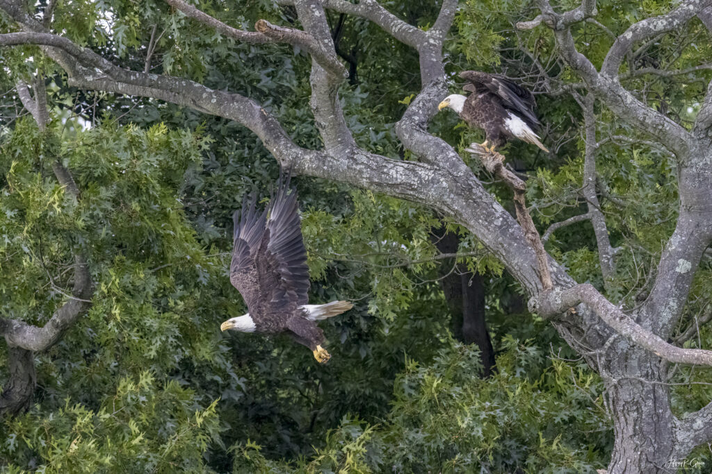 Landscape, wildlife and pet photography by Jeffrey R. Greco