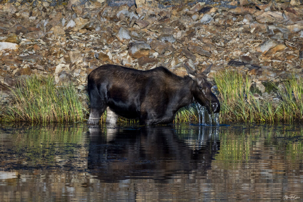 Landscape, wildlife and pet photography by Jeffrey R. Greco