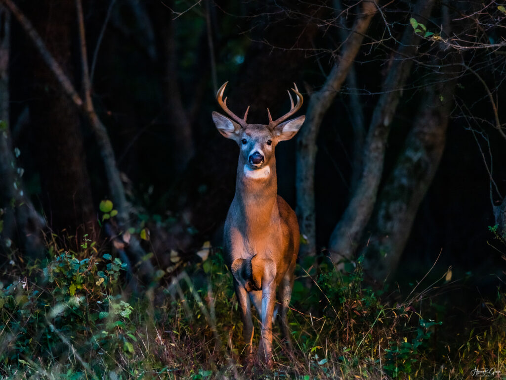 Landscape, wildlife and pet photography by Jeffrey R. Greco