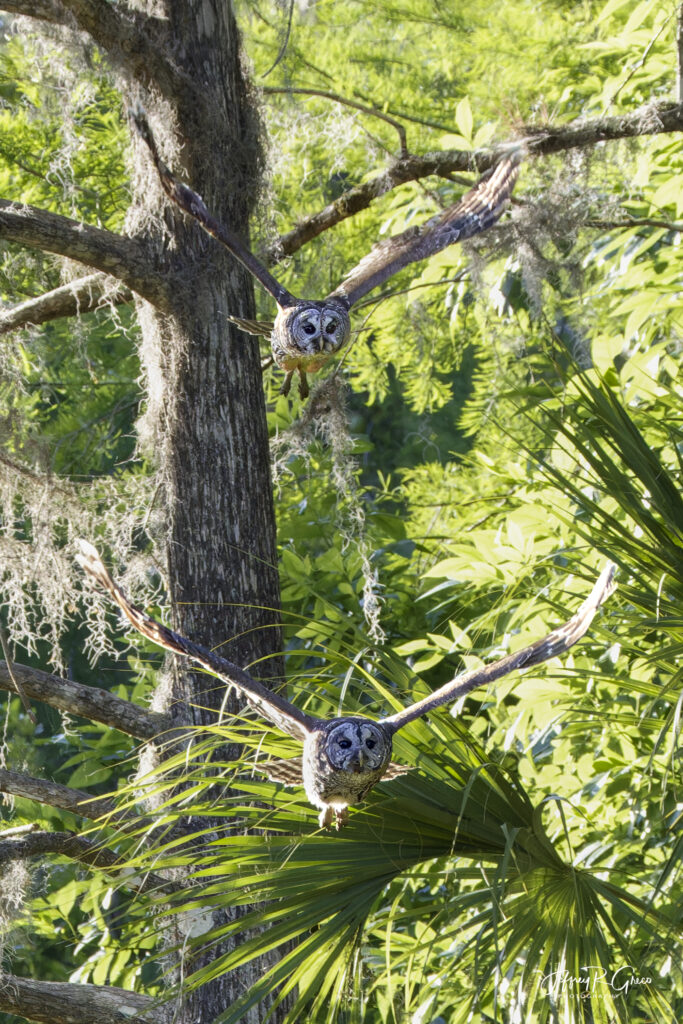 Landscape, wildlife and pet photography by Jeffrey R. Greco