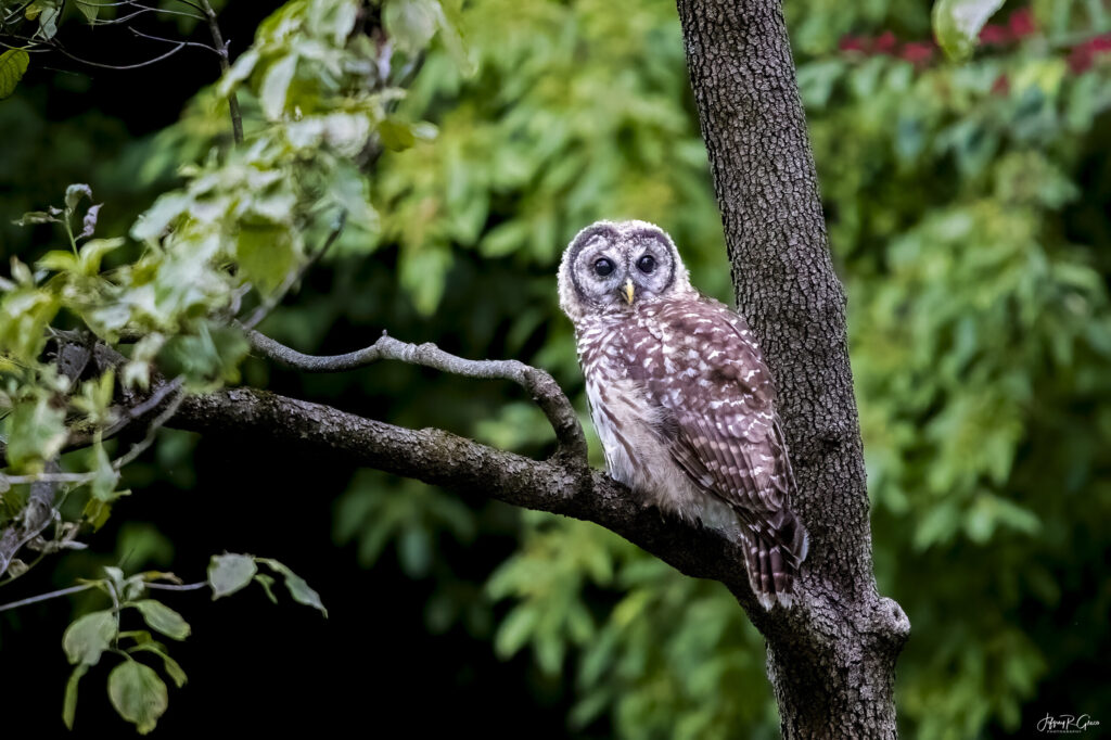 Landscape, wildlife and pet photography by Jeffrey R. Greco