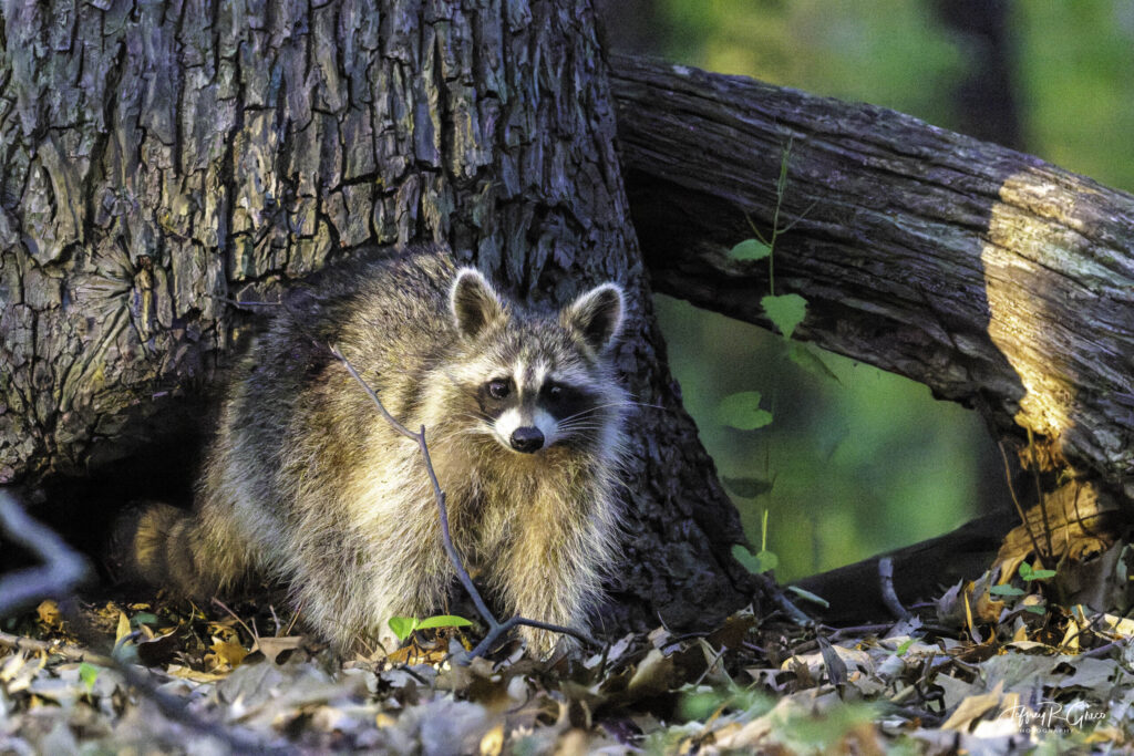 Landscape, wildlife and pet photography by Jeffrey R. Greco