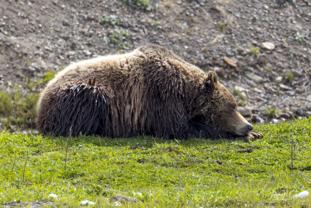Landscape, wildlife and pet photography by Jeffrey R. Greco