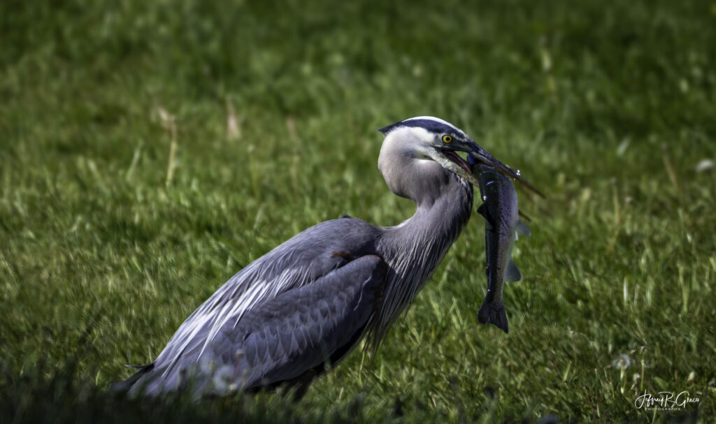 Landscape, wildlife and pet photography by Jeffrey R. Greco