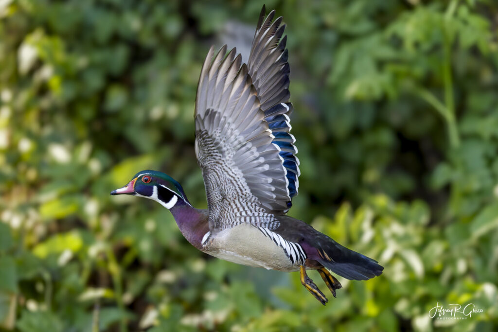 Landscape, wildlife and pet photography by Jeffrey R. Greco