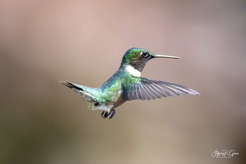 Landscape, wildlife and pet photography by Jeffrey R. Greco
