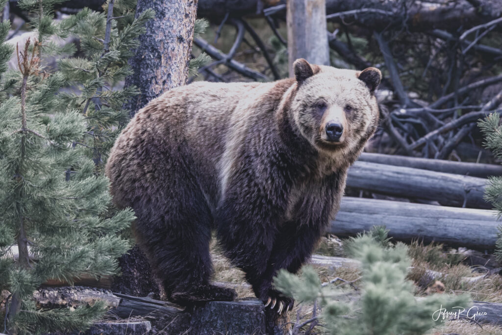 Landscape, wildlife and pet photography by Jeffrey R. Greco